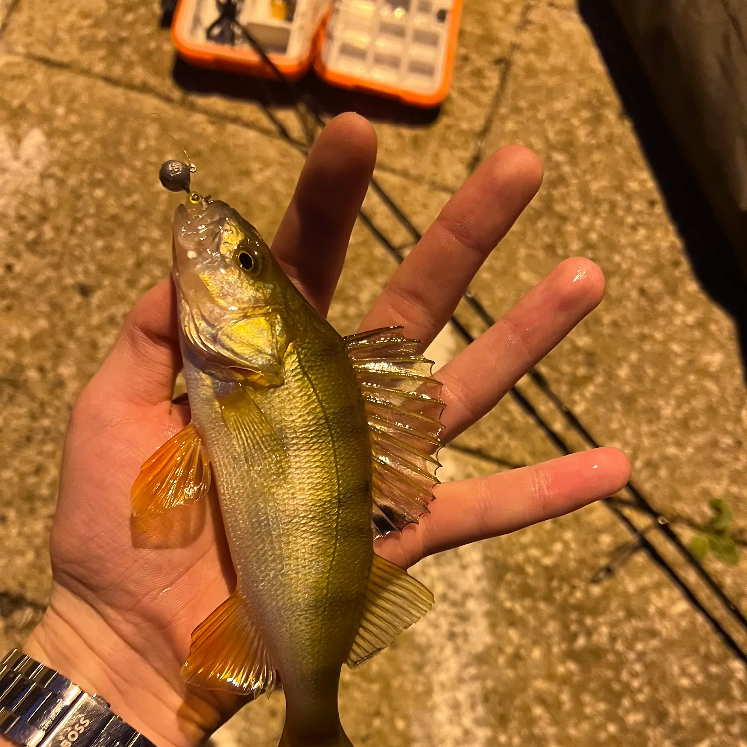 European perch caught on Fishbrain