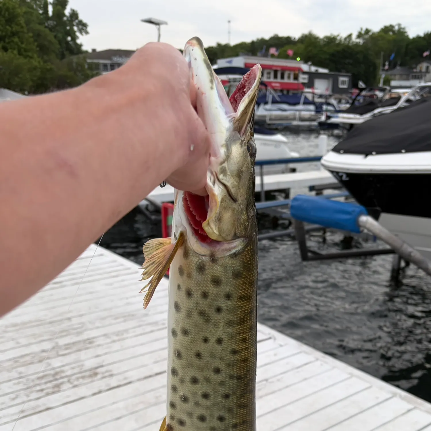 The most recent Muskellunge catches on Fishbrain