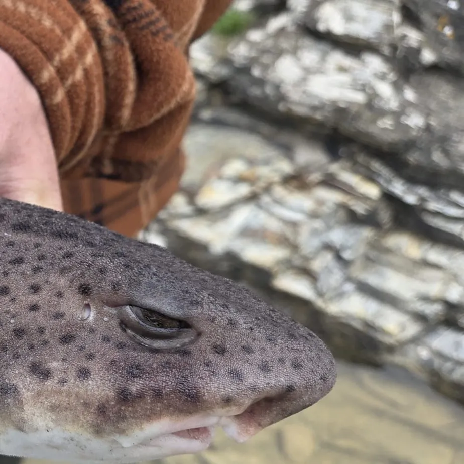 The most recent Nursehound catches on Fishbrain