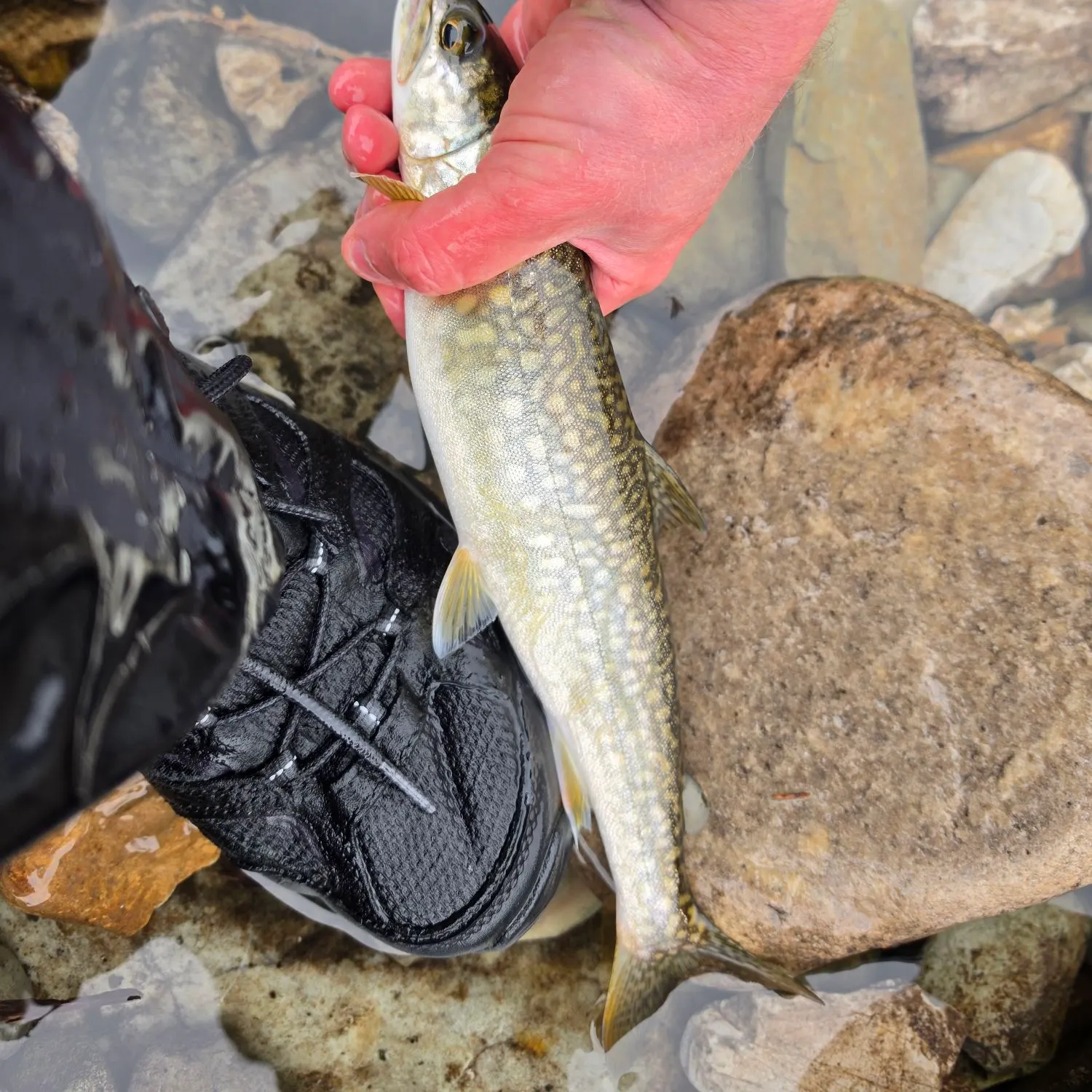 Lake char caught on Fishbrain