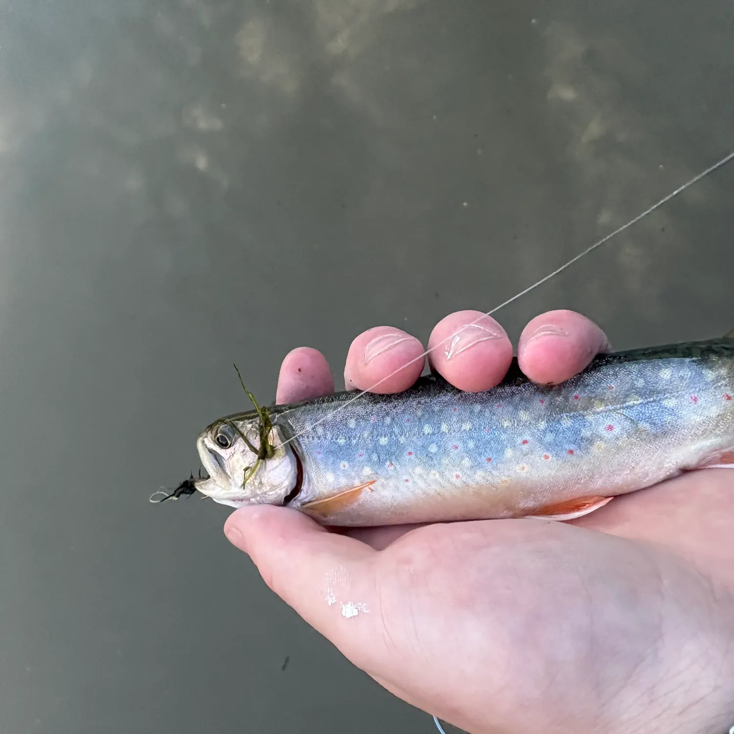 Brook trout caught on Fishbrain