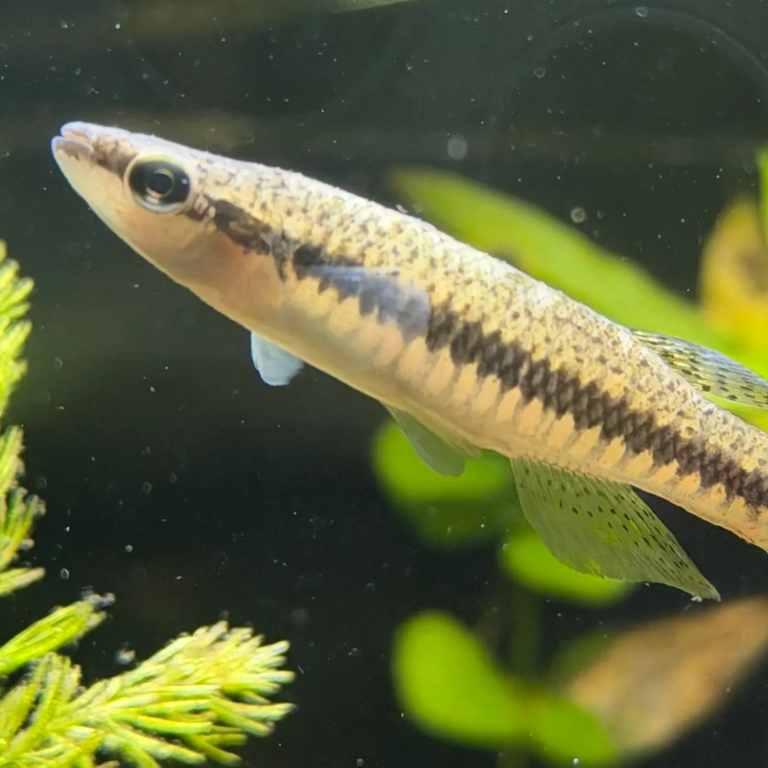 Blackspotted topminnow caught on Fishbrain