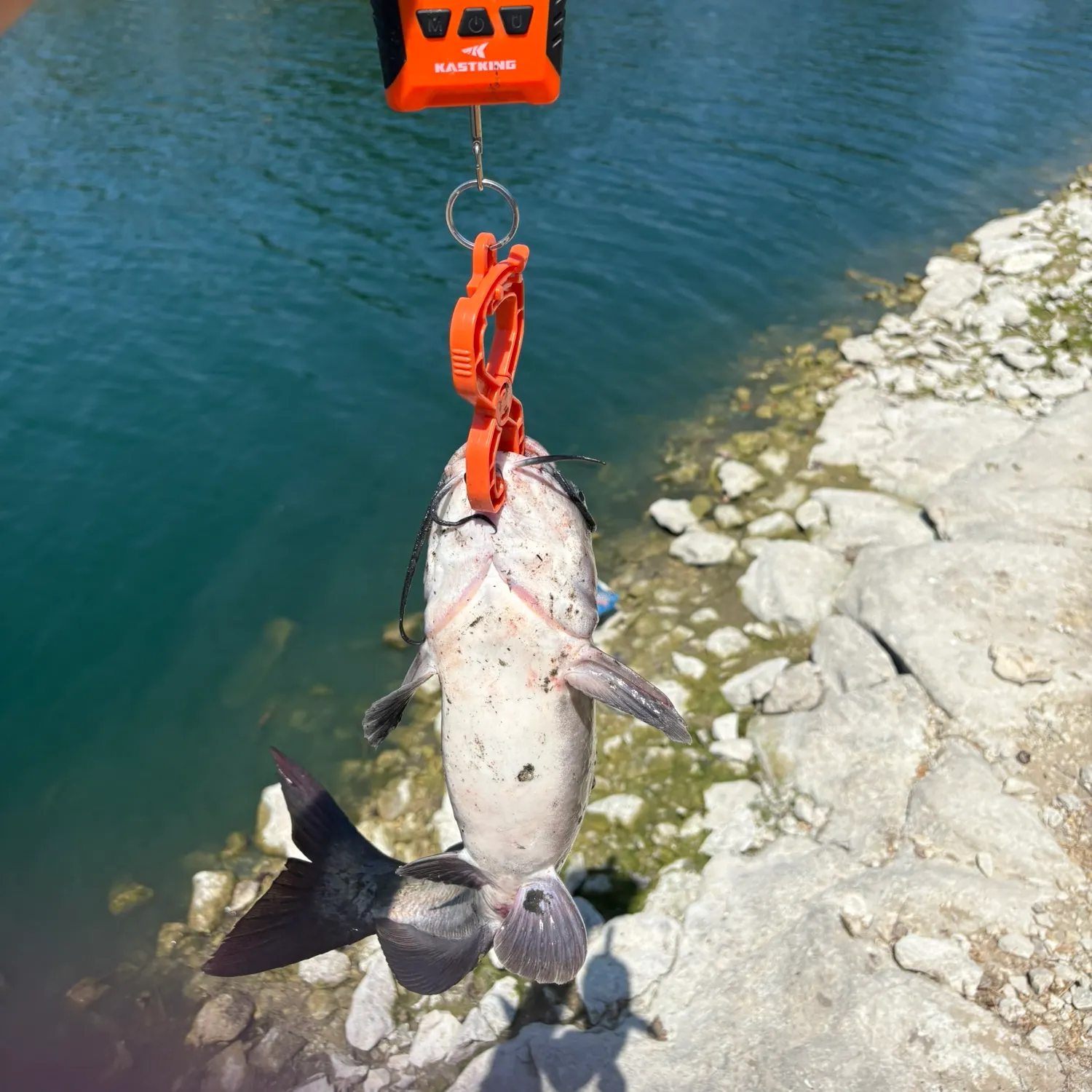 Channel catfish caught on Fishbrain