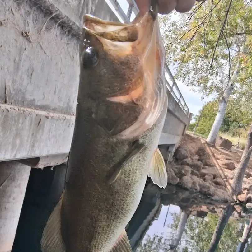 Largemouth bass caught on Fishbrain