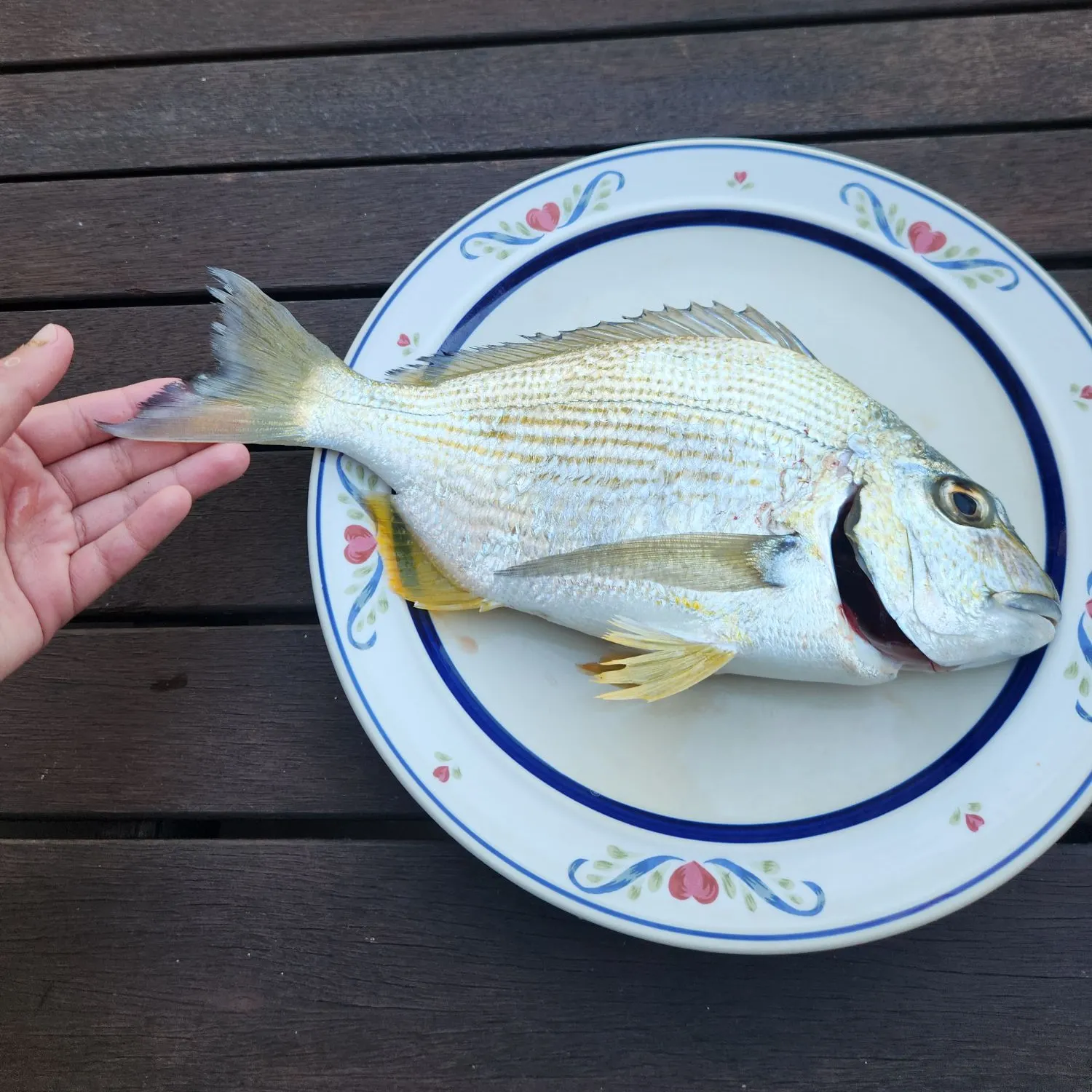 The most recent Goldlined seabream catches on Fishbrain