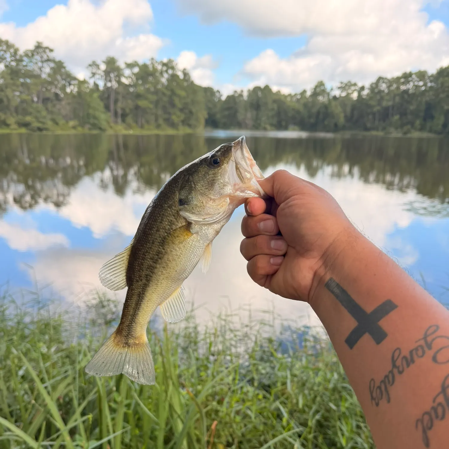 Largemouth bass caught on Fishbrain