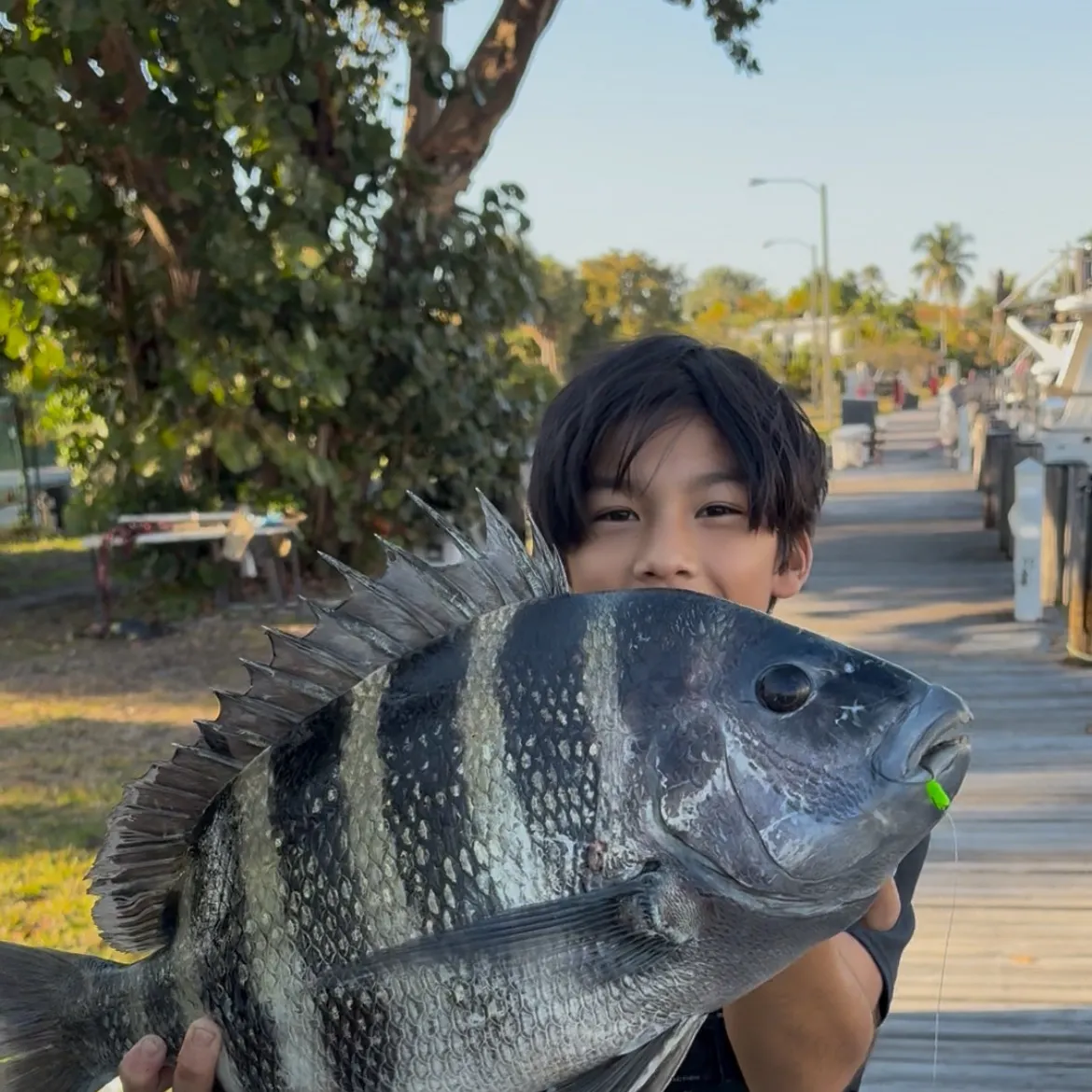 The most recent Sheepshead catches on Fishbrain