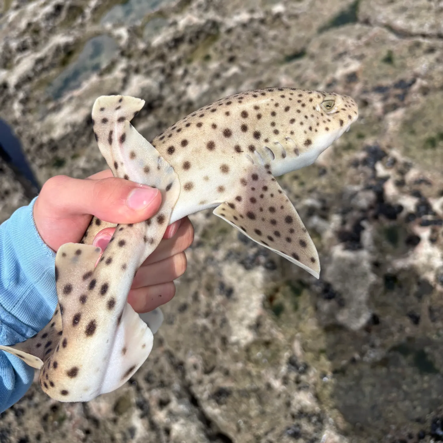 The most recent Nursehound catches on Fishbrain