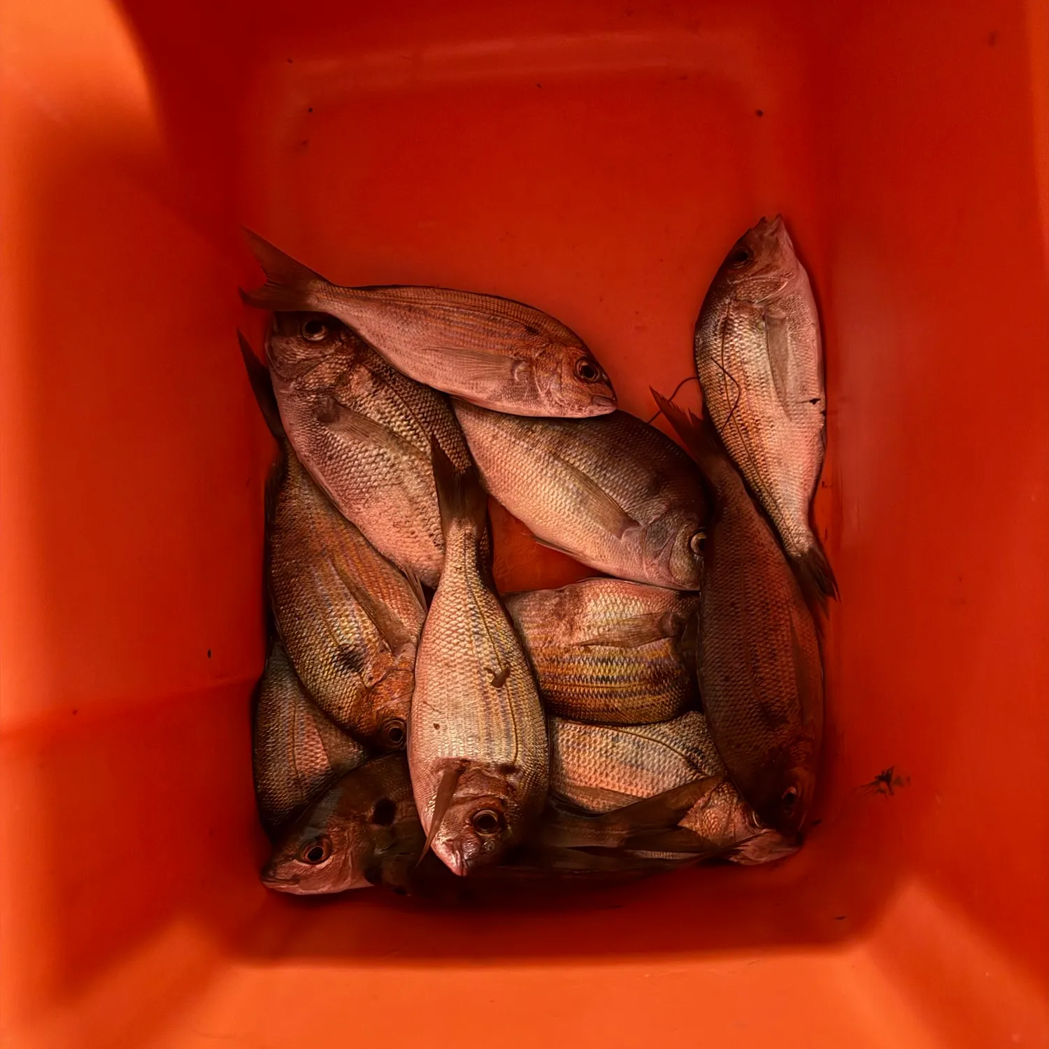 Pinfish caught on Fishbrain