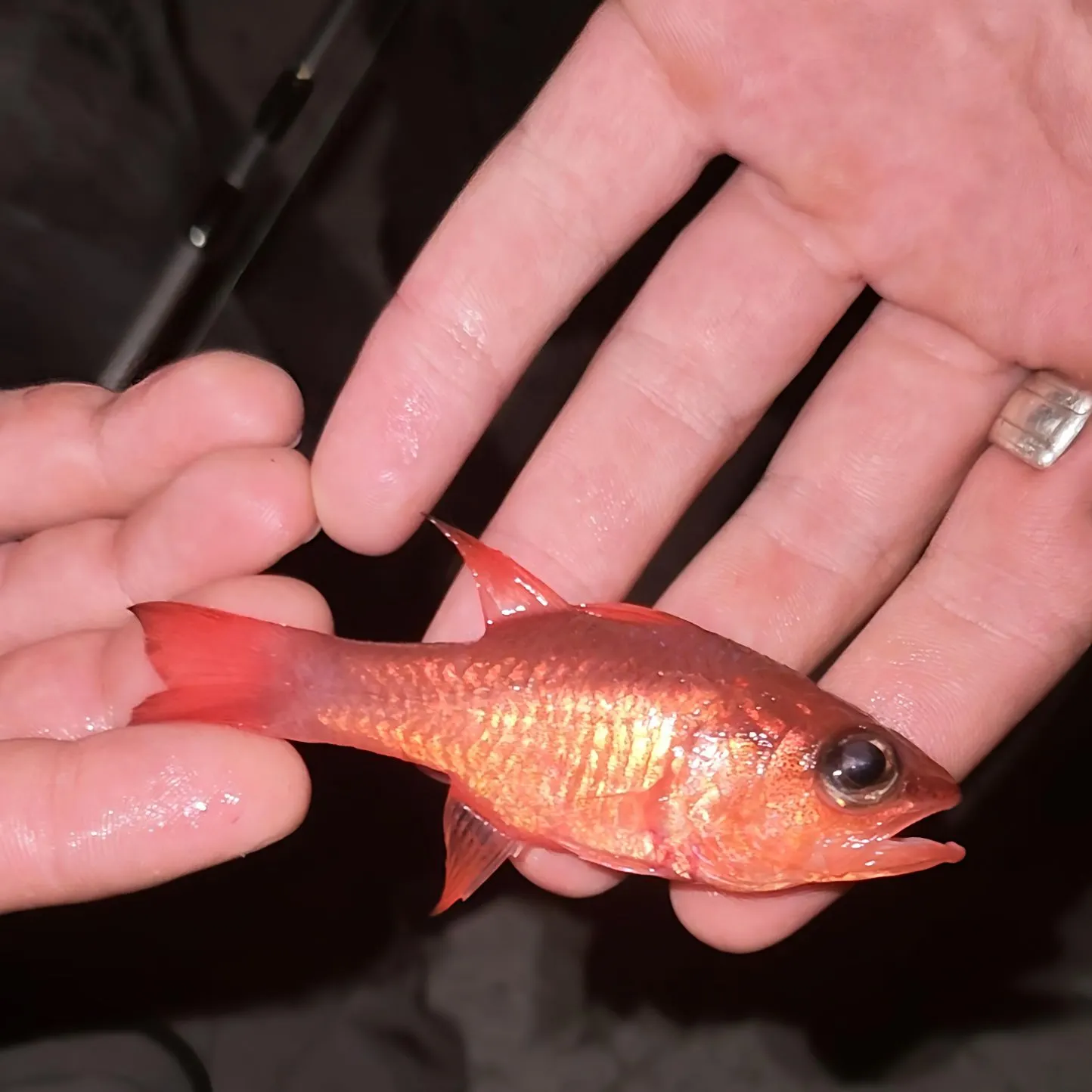 The most recent Big red cardinalfish catches on Fishbrain