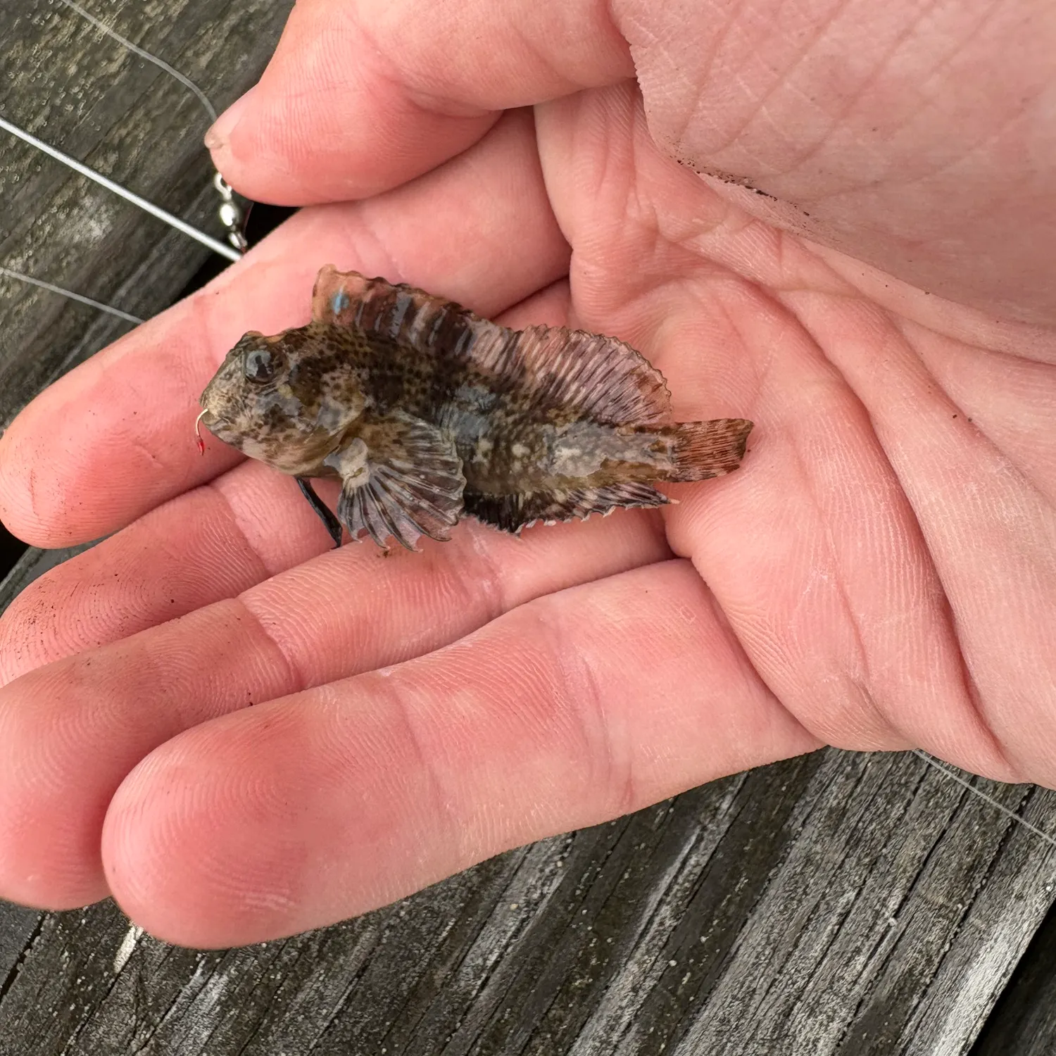The most recent Feather blenny catches on Fishbrain