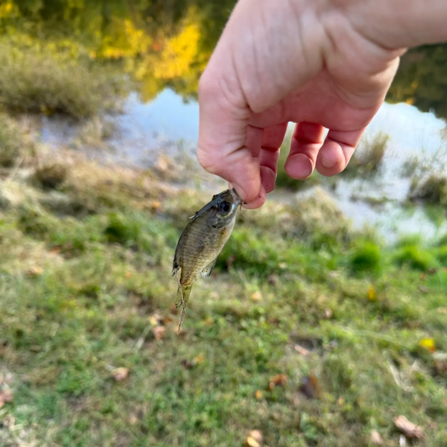 Fish caught on Fishbrain