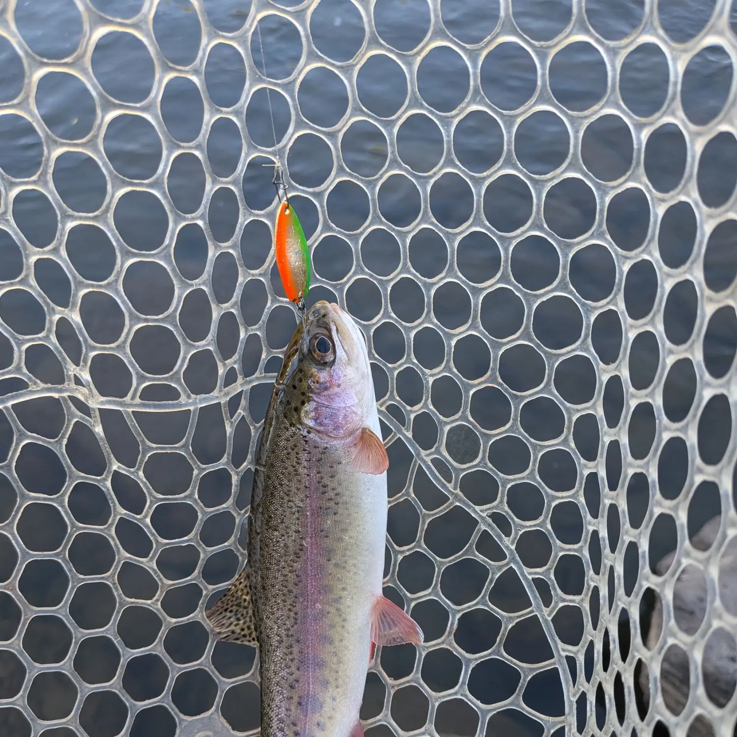 Rainbow trout caught on Fishbrain
