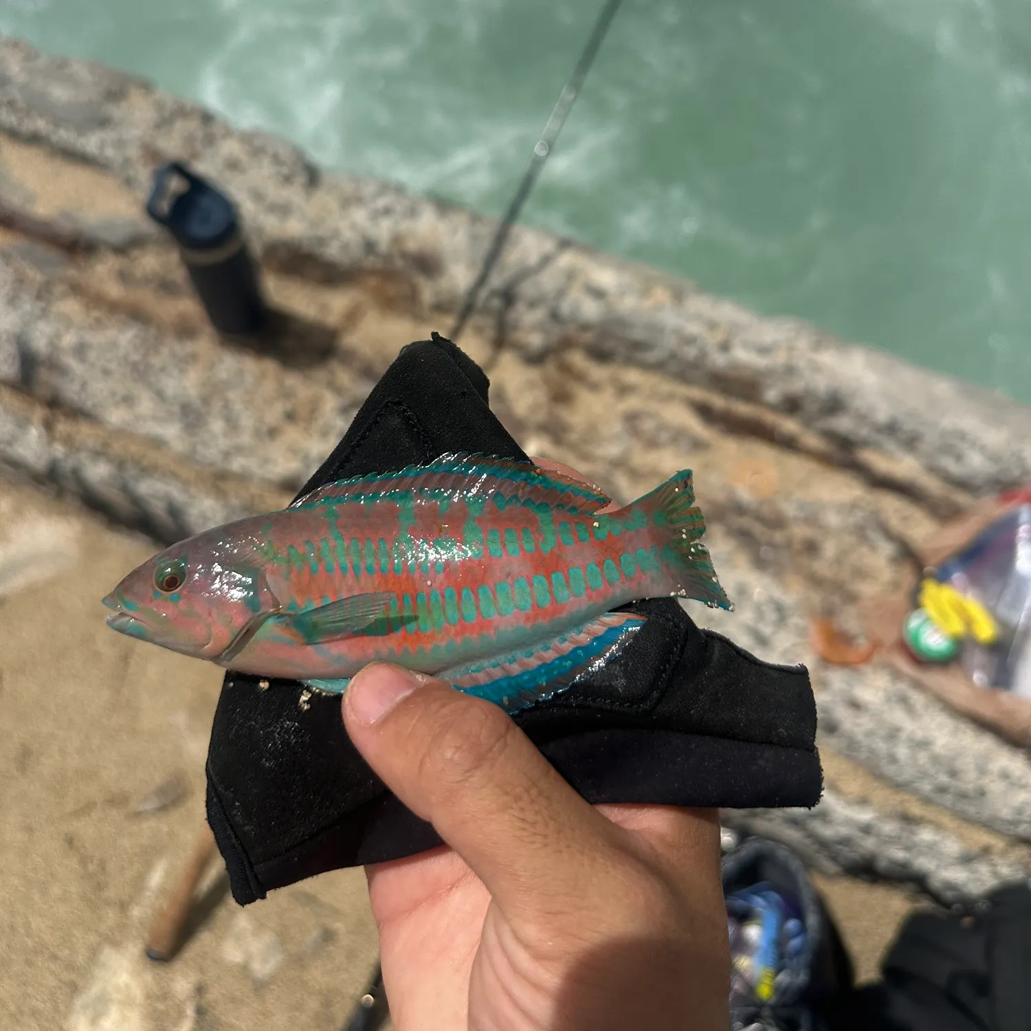 The most recent Surge wrasse catches on Fishbrain