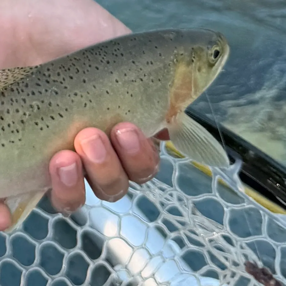 The most recent Westlope cutthroat trout catches on Fishbrain