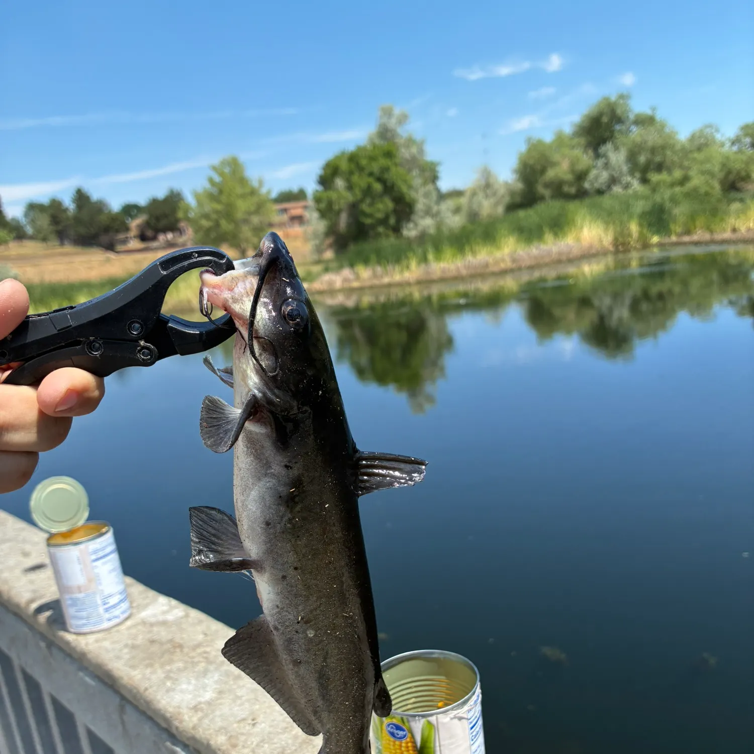 Channel catfish caught on Fishbrain