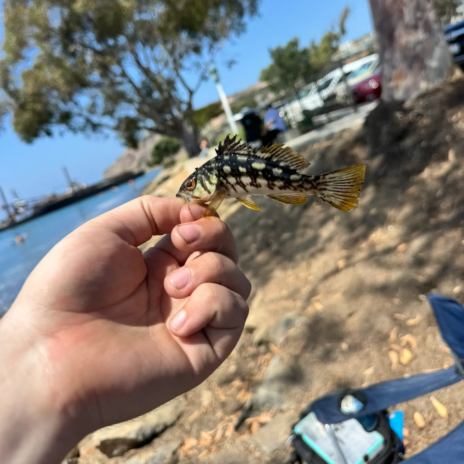 Kelp bass caught on Fishbrain