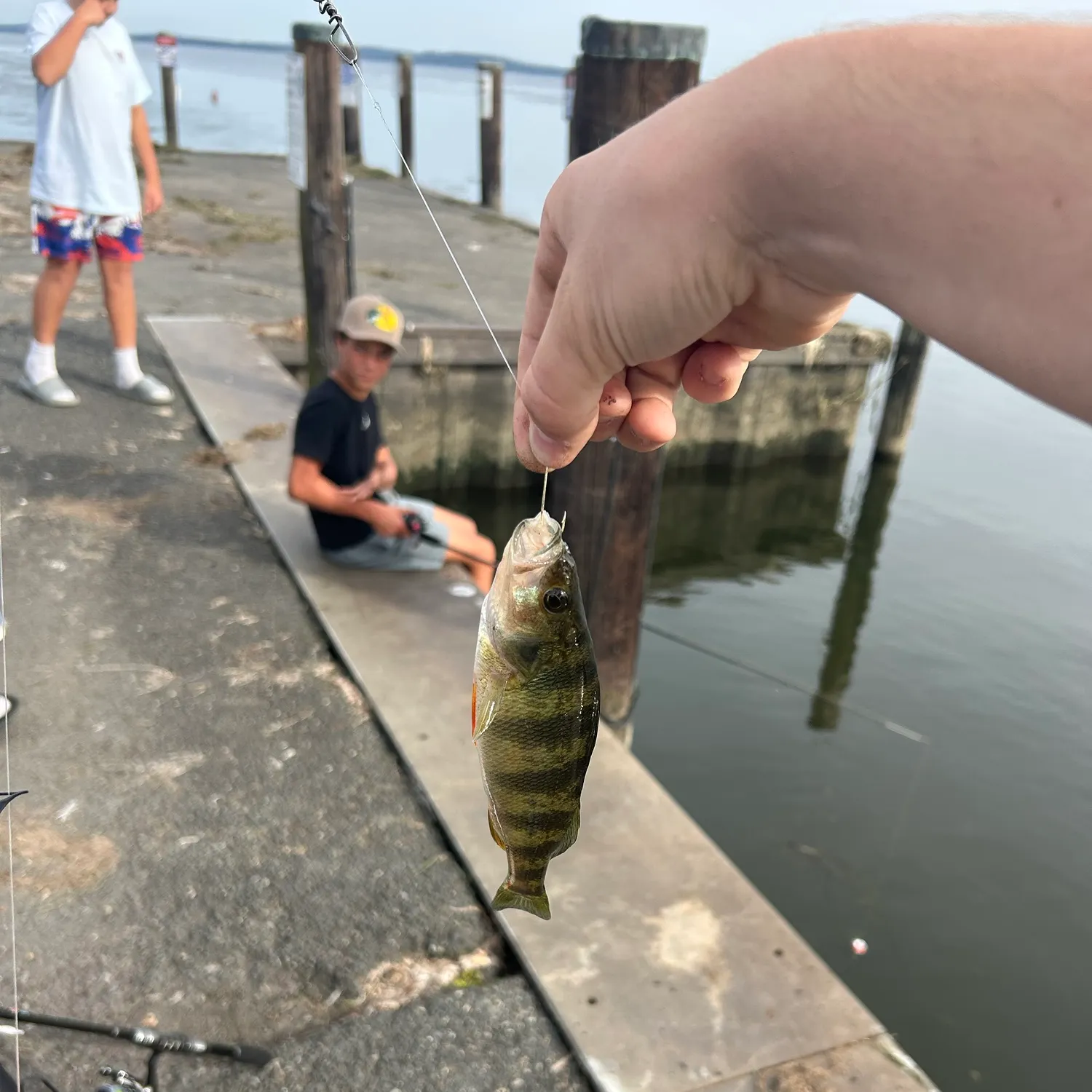 Yellow perch caught on Fishbrain