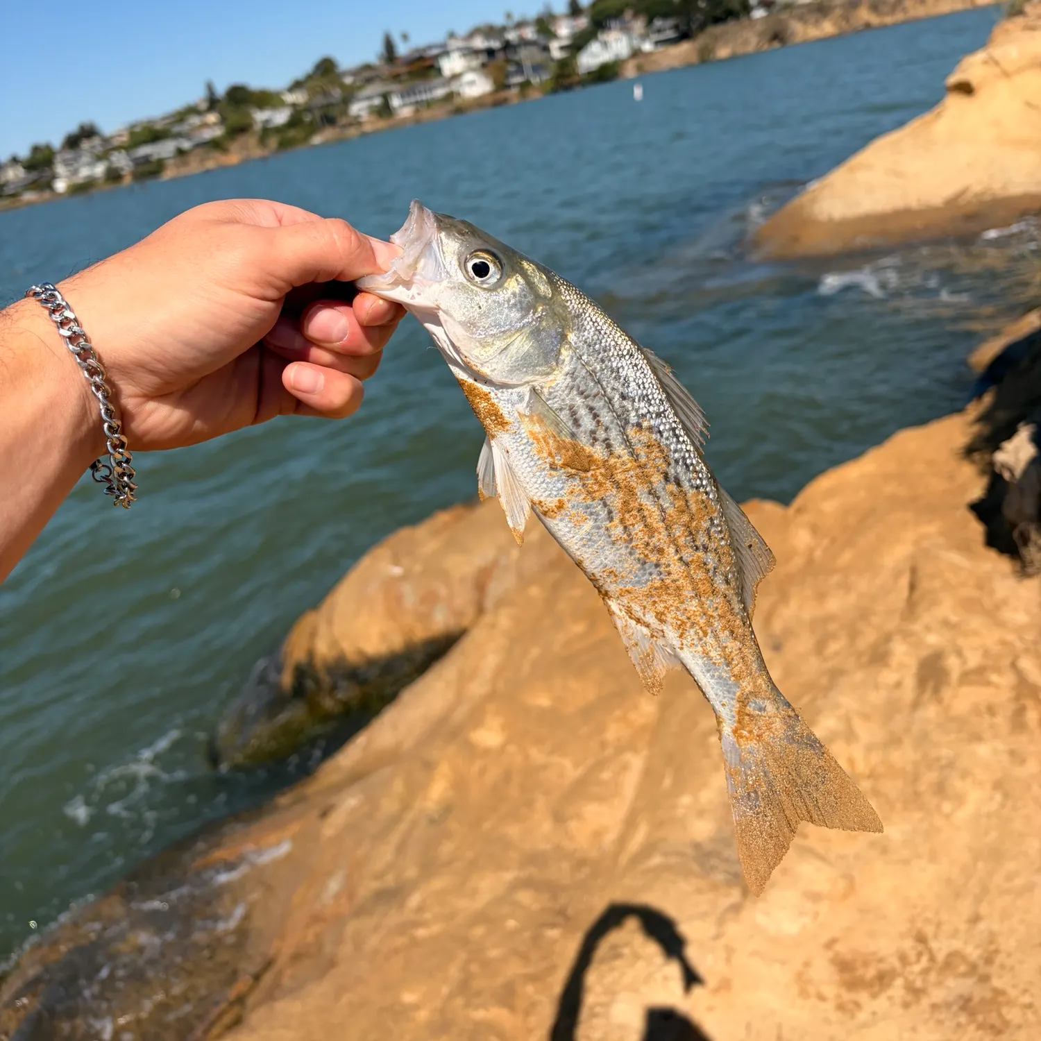 Striped bass caught on Fishbrain