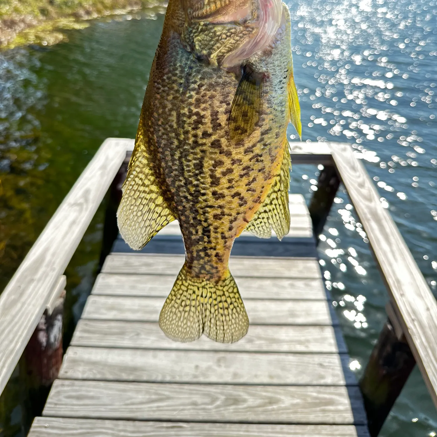 The most popular recent Black crappie catch on Fishbrain