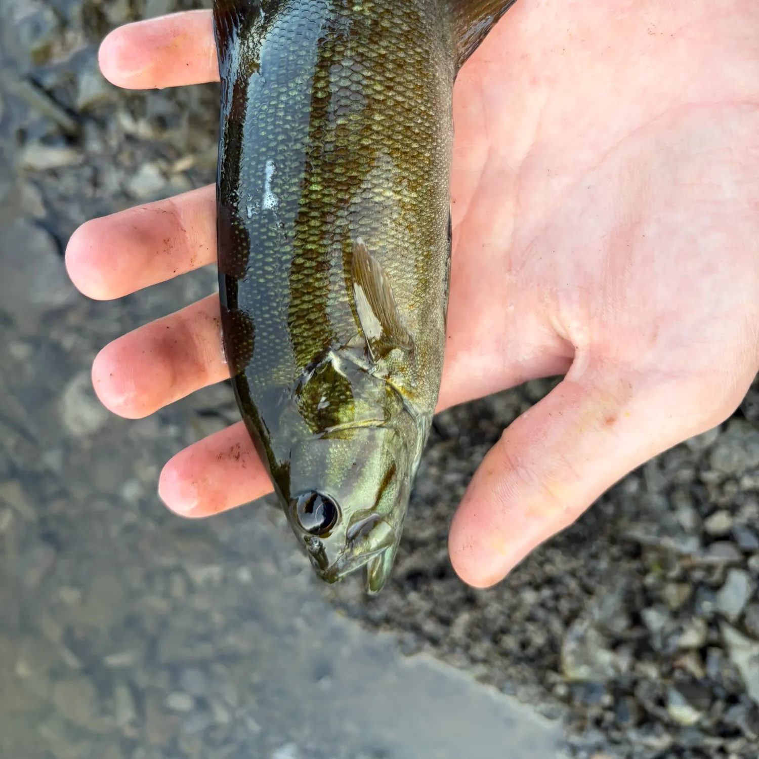 Smallmouth bass caught on Fishbrain
