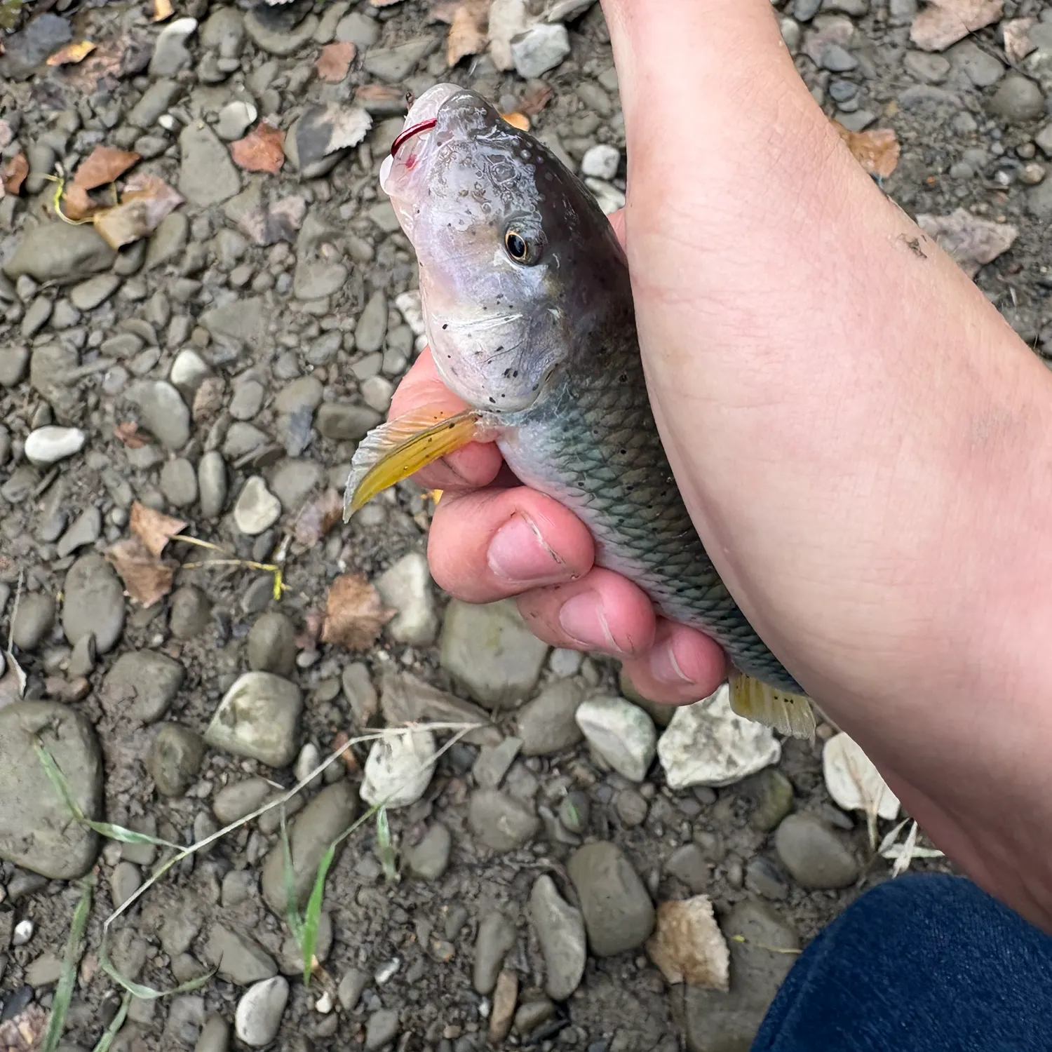 The most recent River chub catches on Fishbrain