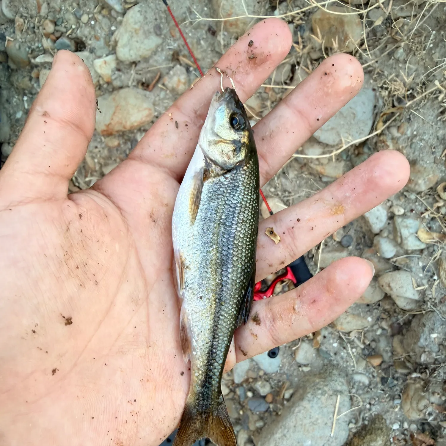 California roach caught on Fishbrain