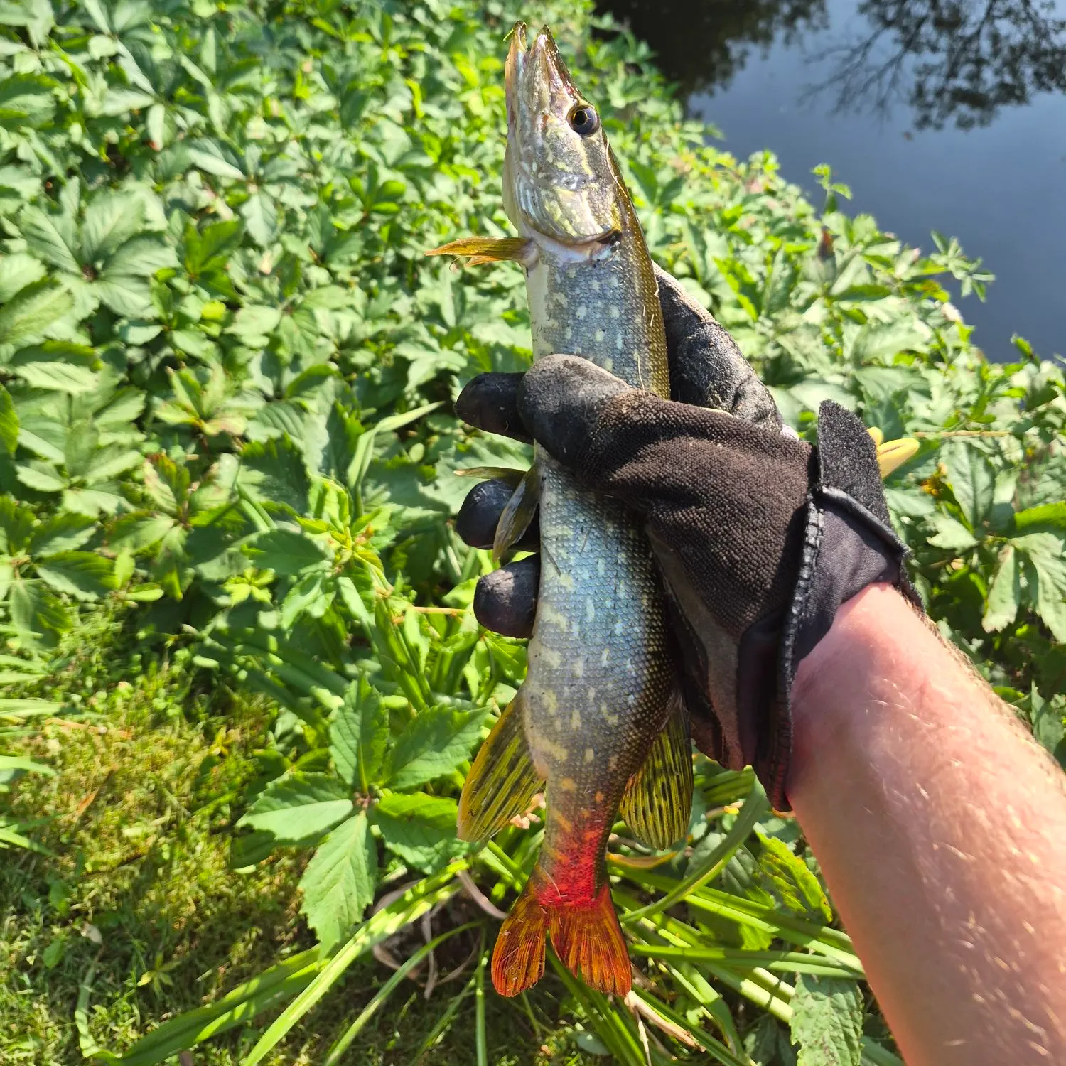 catch