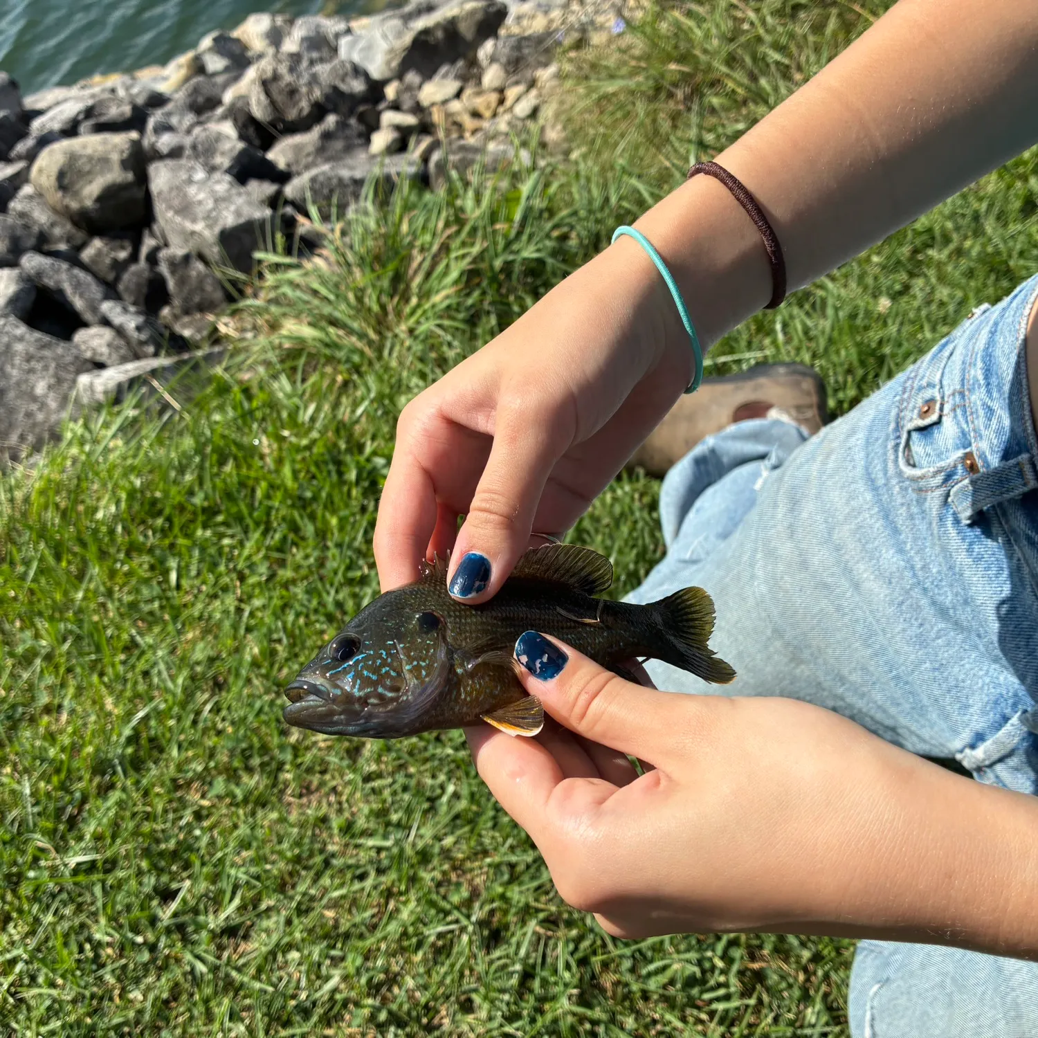 Green sunfish caught on Fishbrain