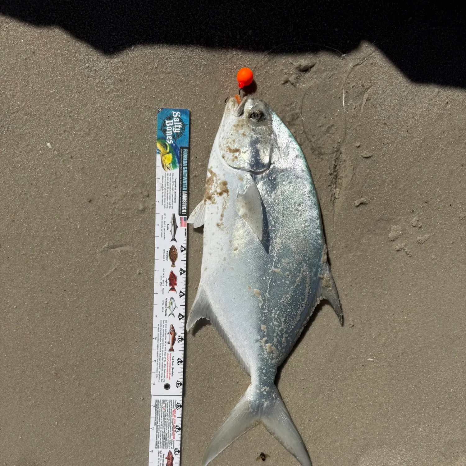 Palometa caught on Fishbrain