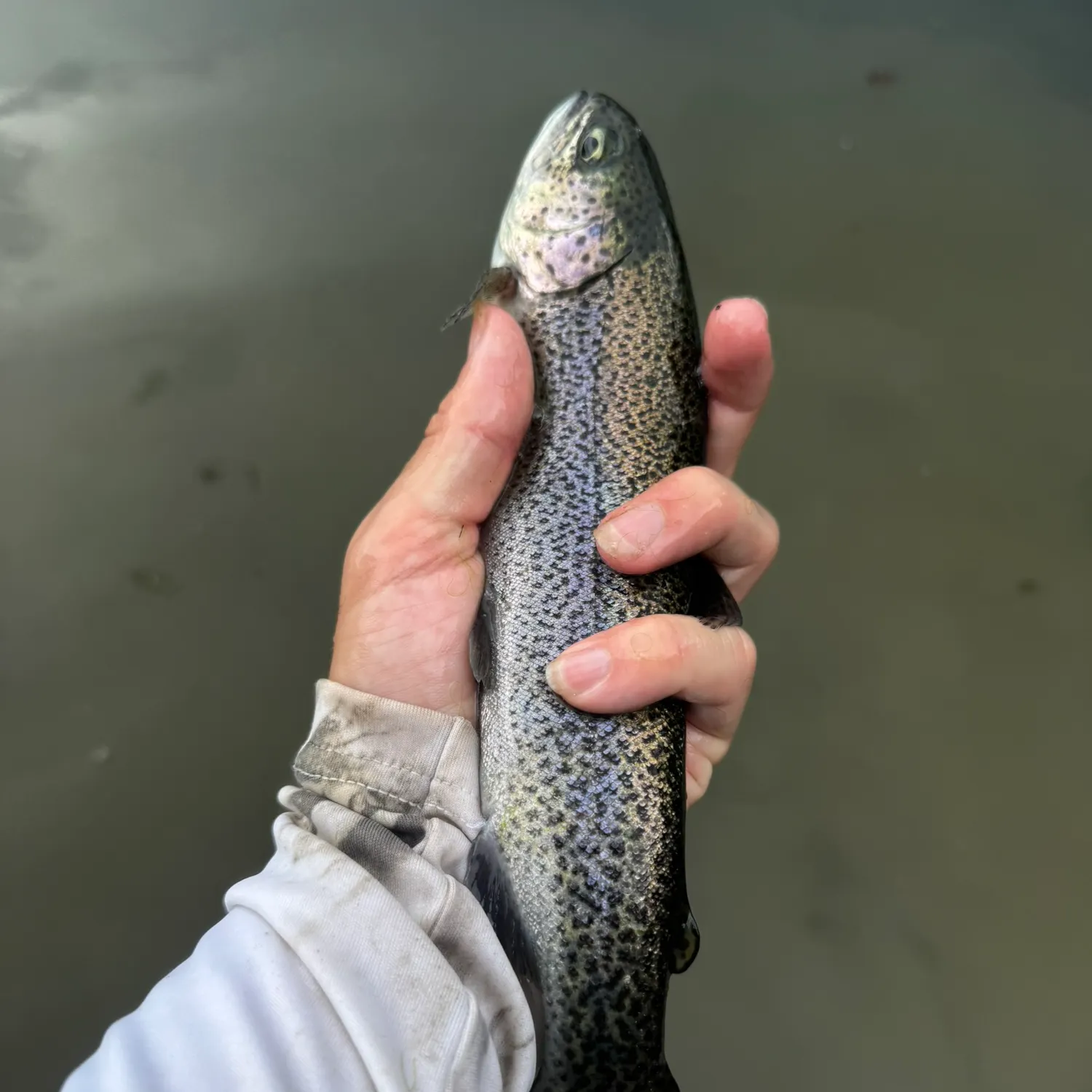 Rainbow trout caught on Fishbrain