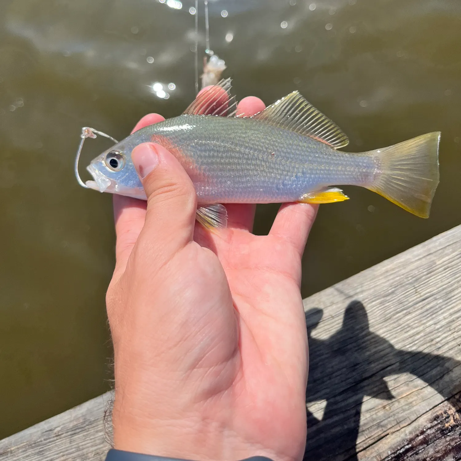 Silver perch caught on Fishbrain