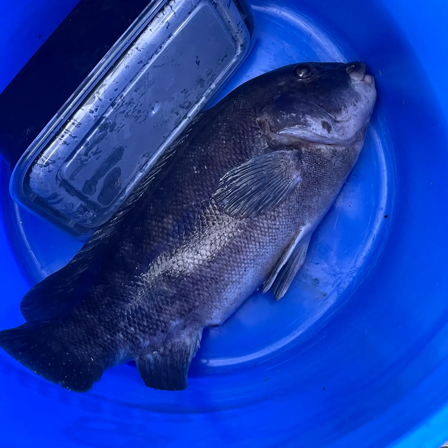 Tautog caught on Fishbrain