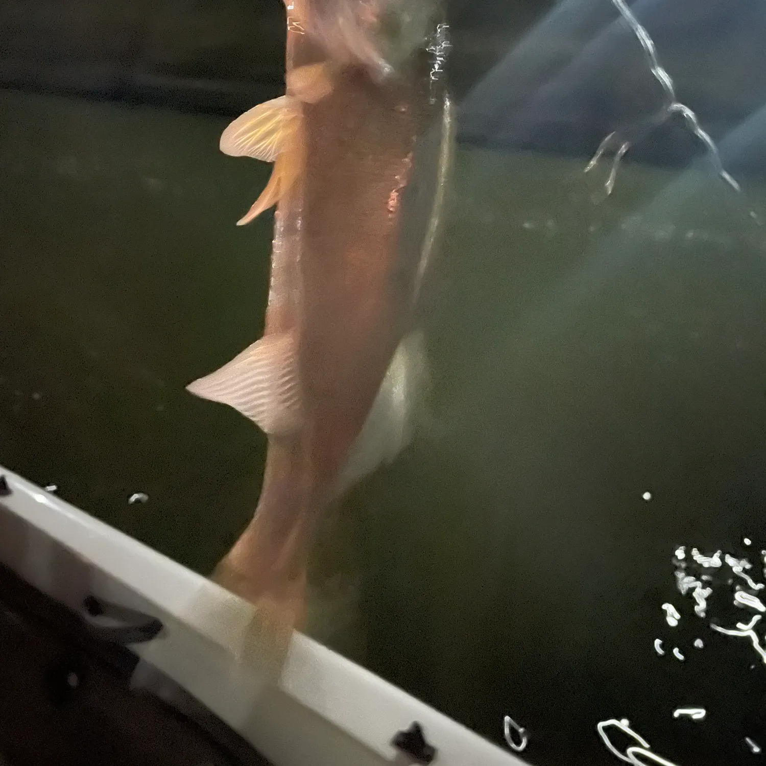 Walleye caught on Fishbrain