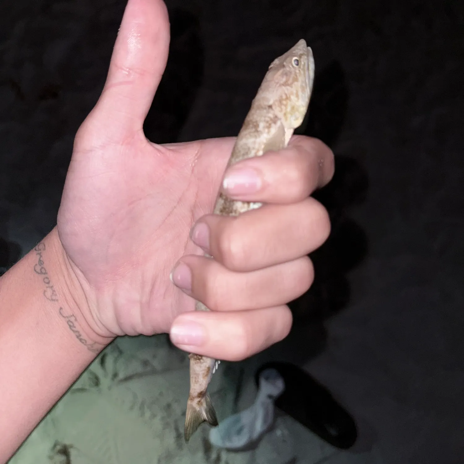 The most recent Inshore lizardfish catches on Fishbrain