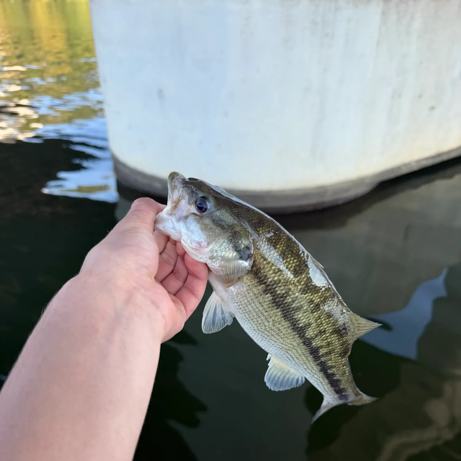 Spotted bass caught on Fishbrain