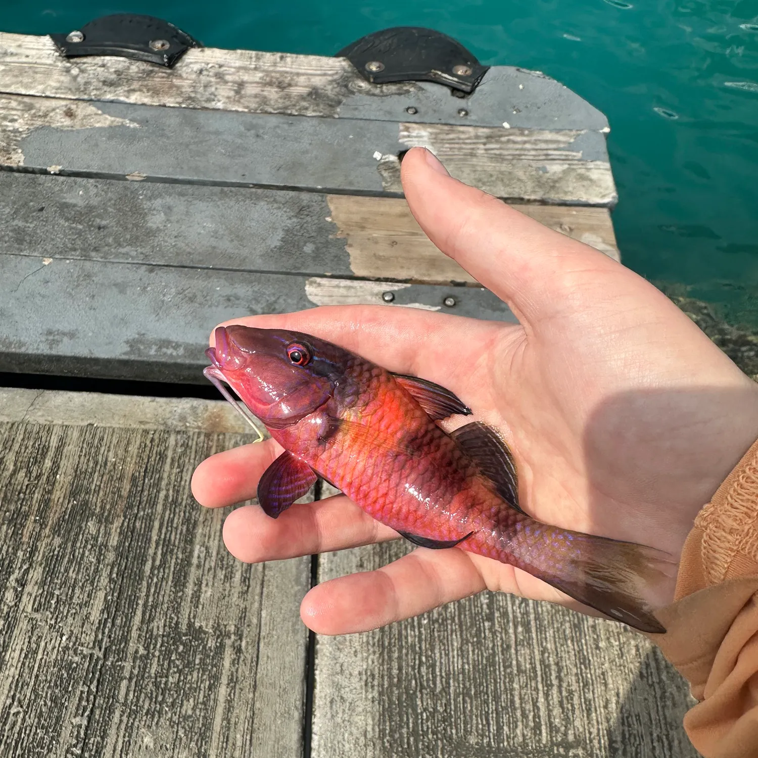 The most recent Manybar goatfish catches on Fishbrain