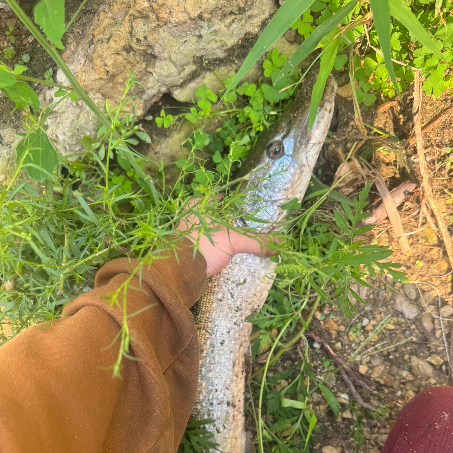 Northern pike caught on Fishbrain