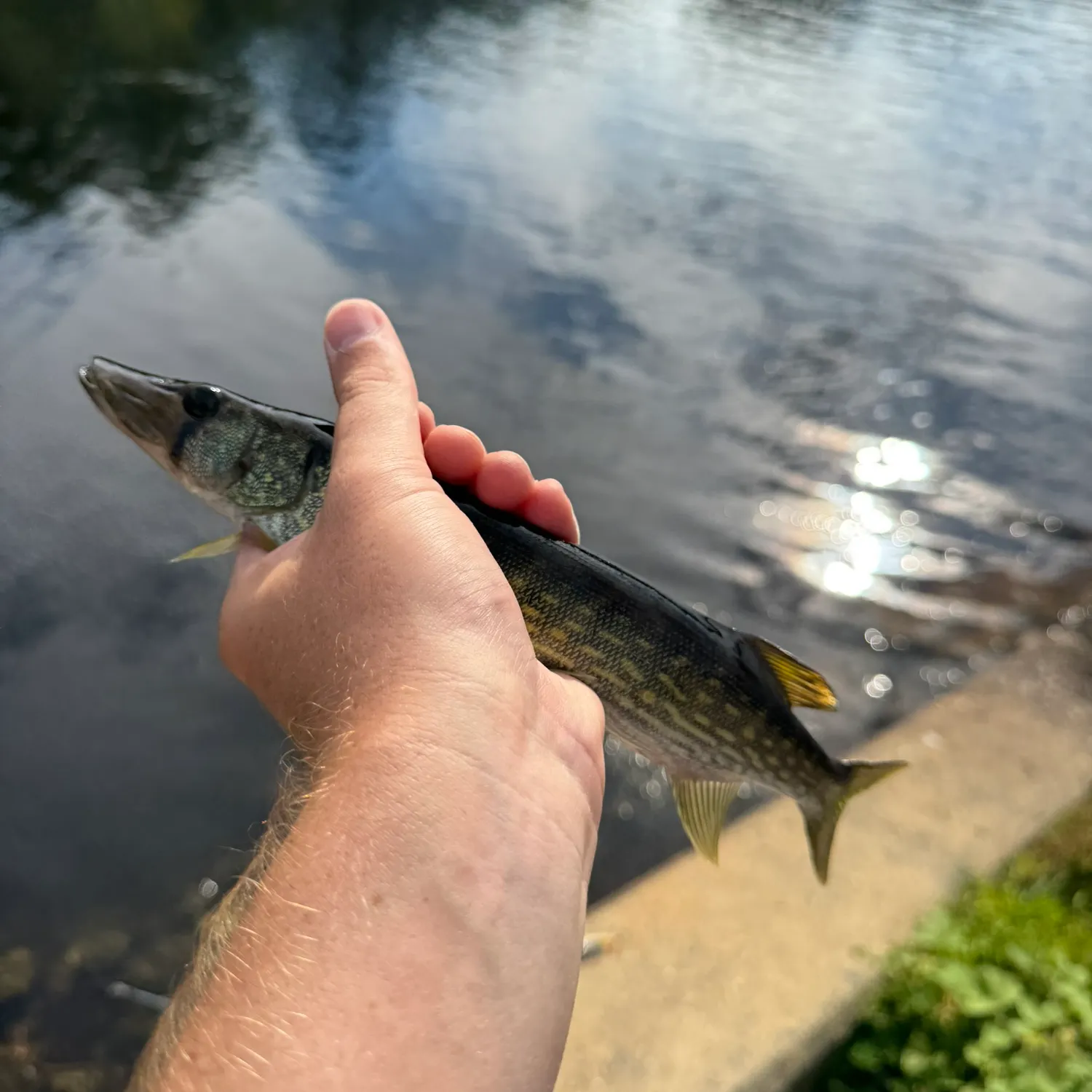 Chain pickerel caught on Fishbrain