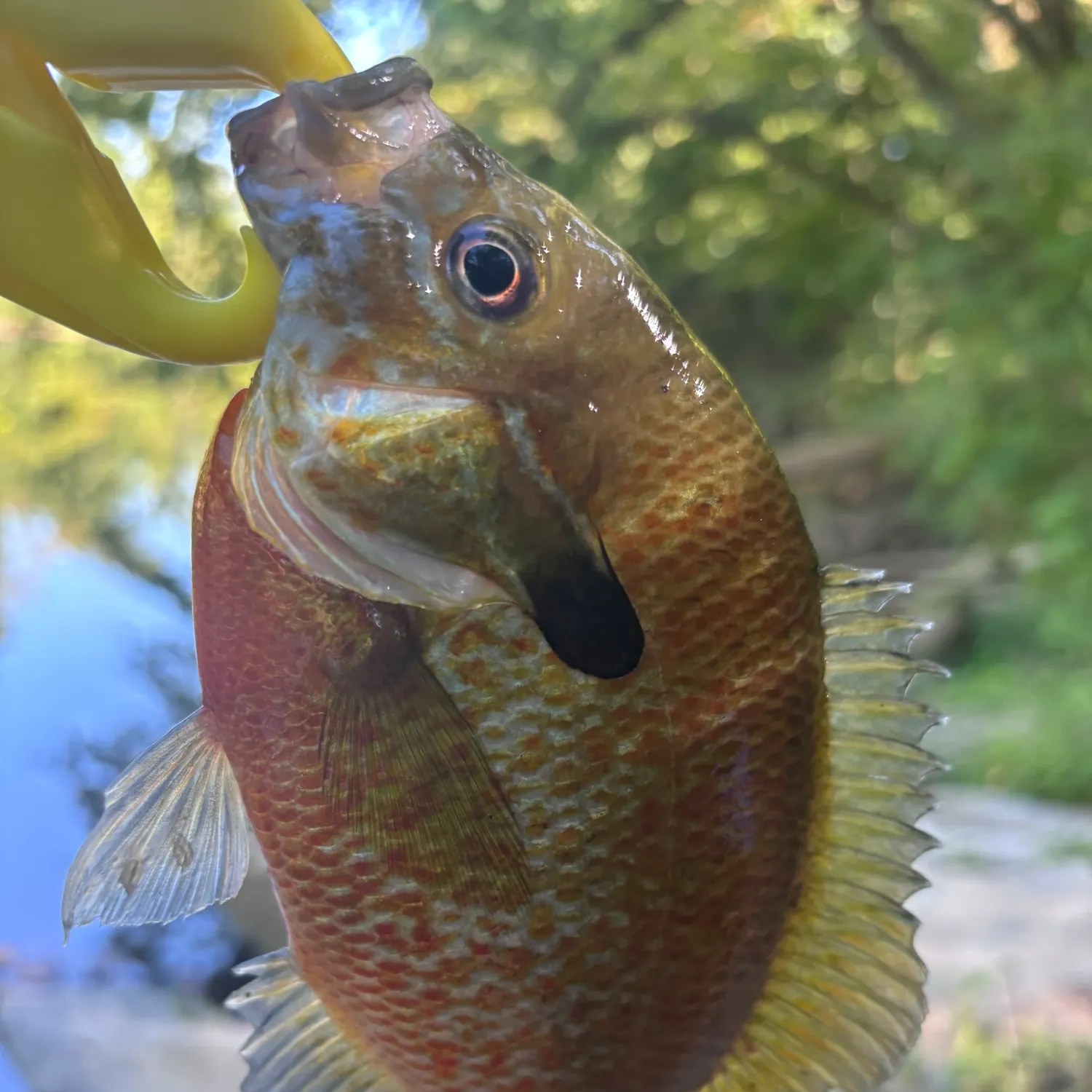 Redbreast sunfish caught on Fishbrain