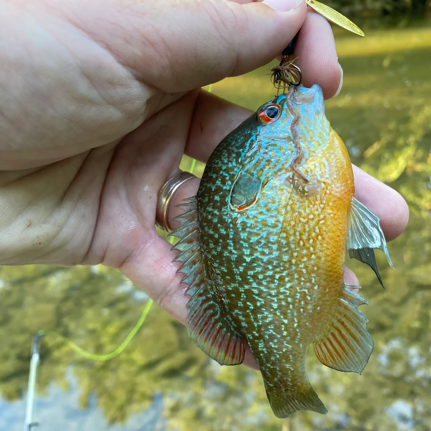 Longear sunfish caught on Fishbrain