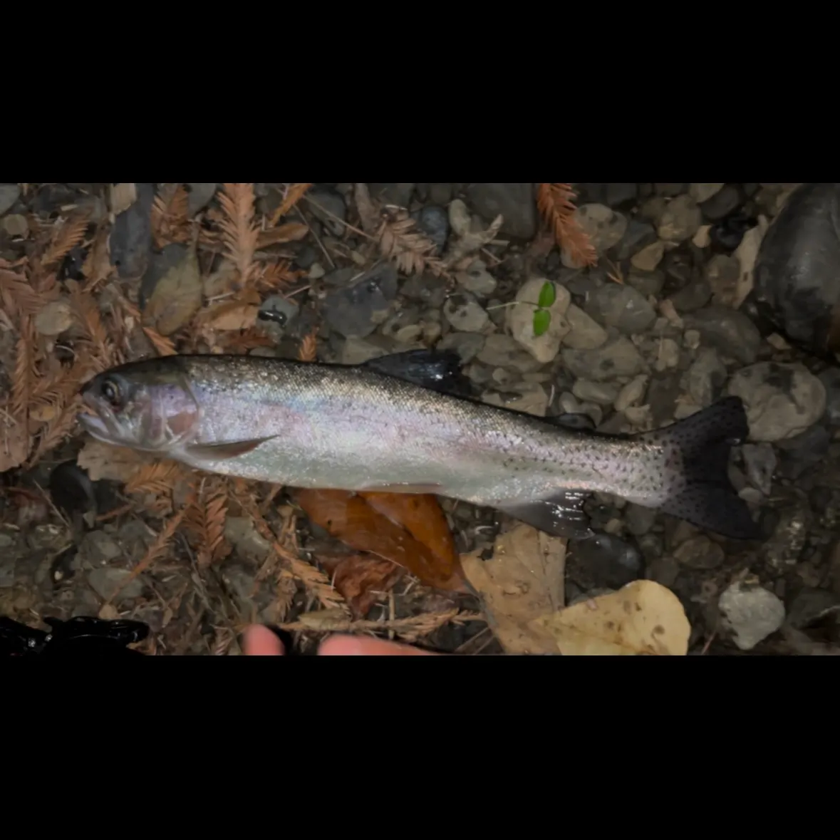 The most recent Steelhead catches on Fishbrain