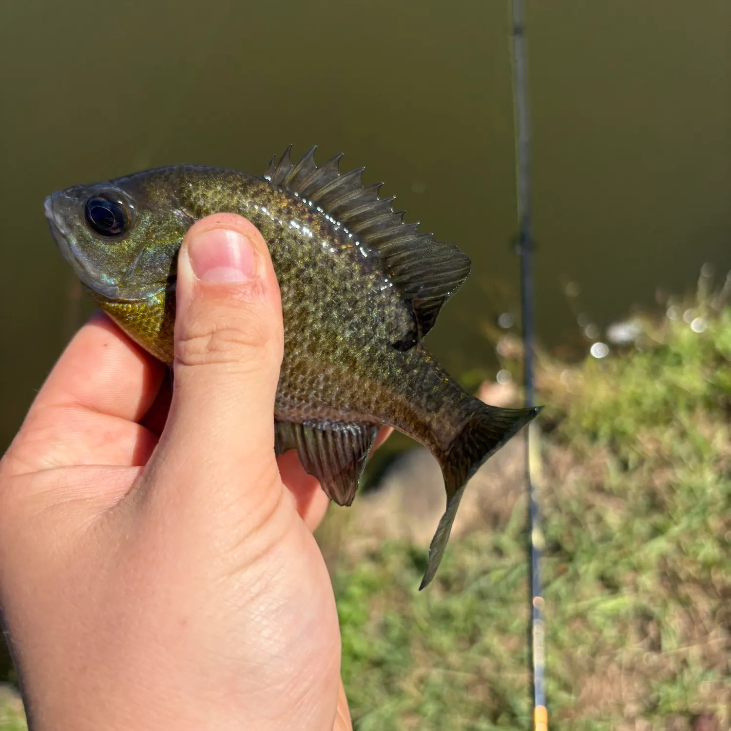 Greengill hybrid caught on Fishbrain