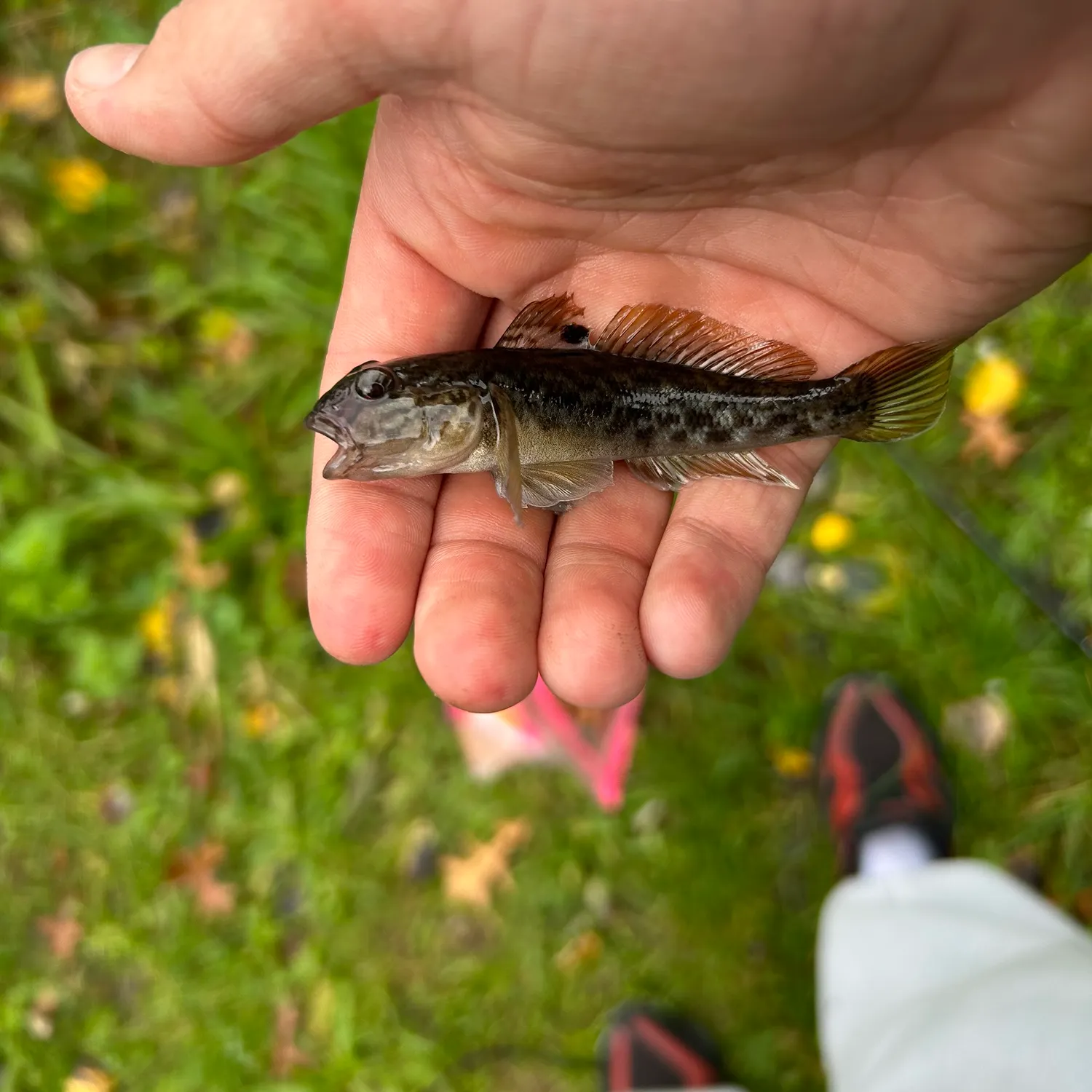 Round goby caught on Fishbrain