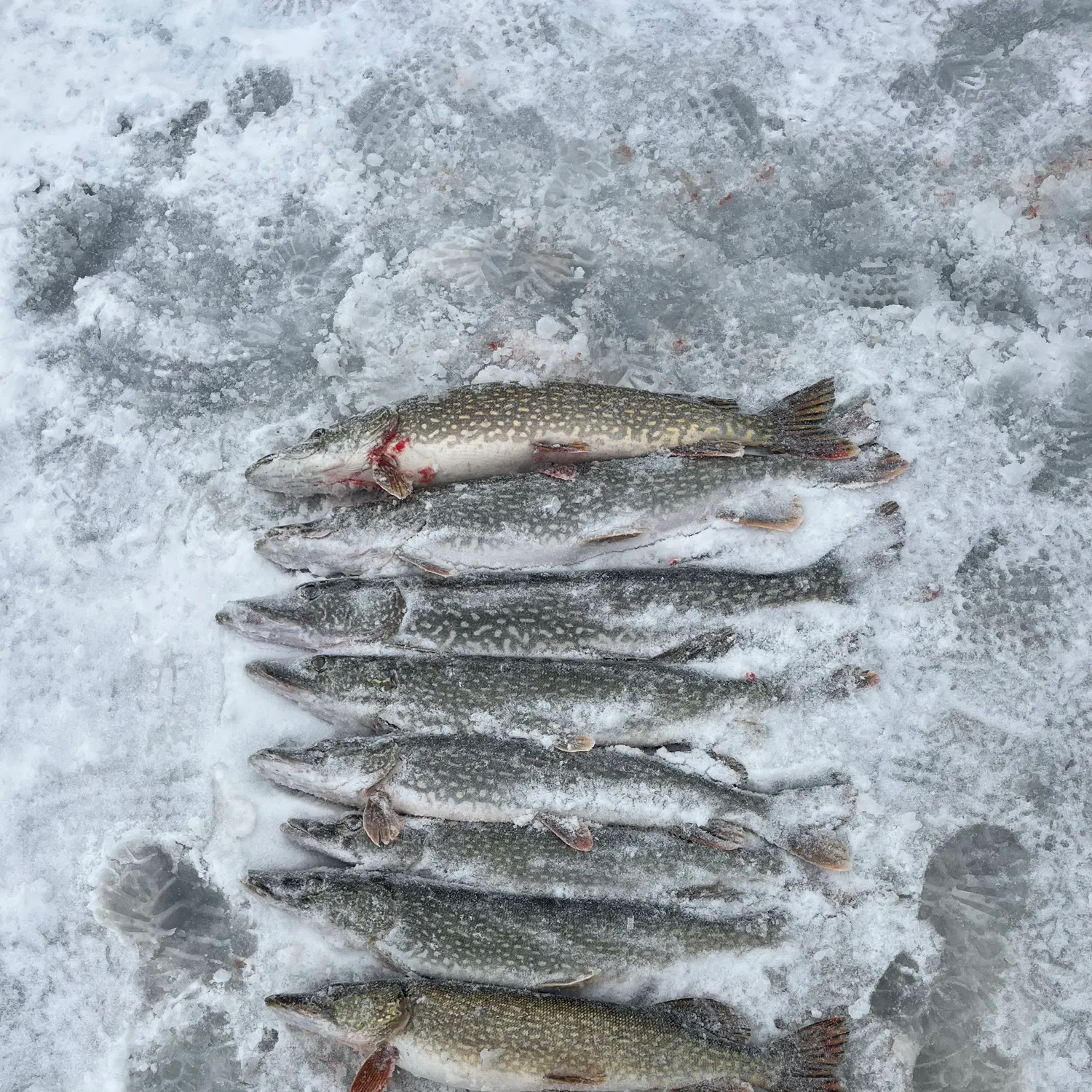 recently logged catches