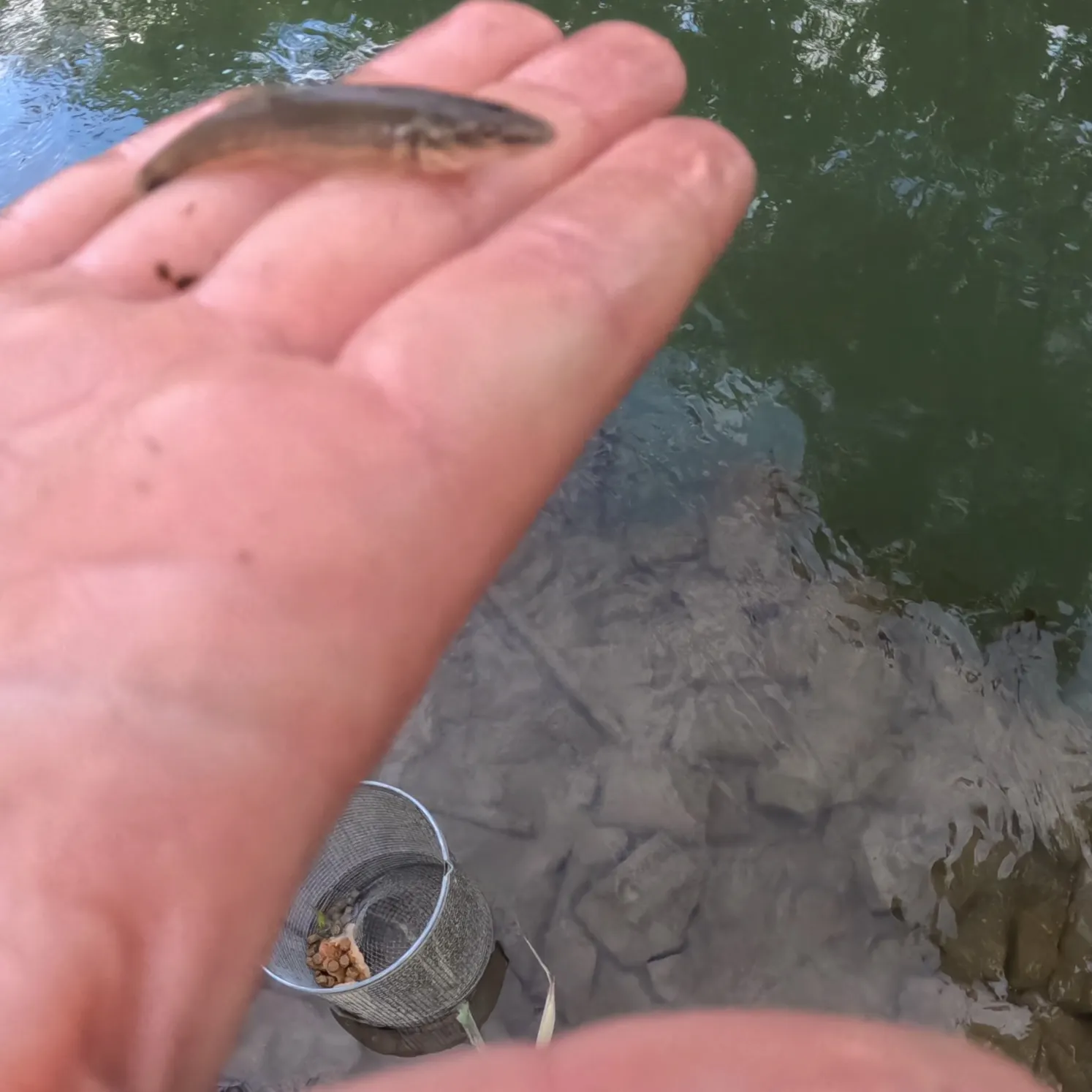 The most recent Longnose dace catches on Fishbrain