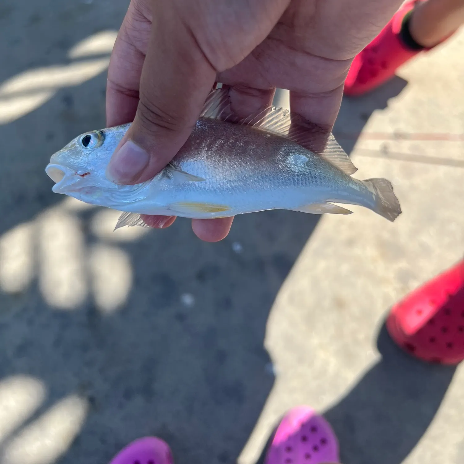 catch