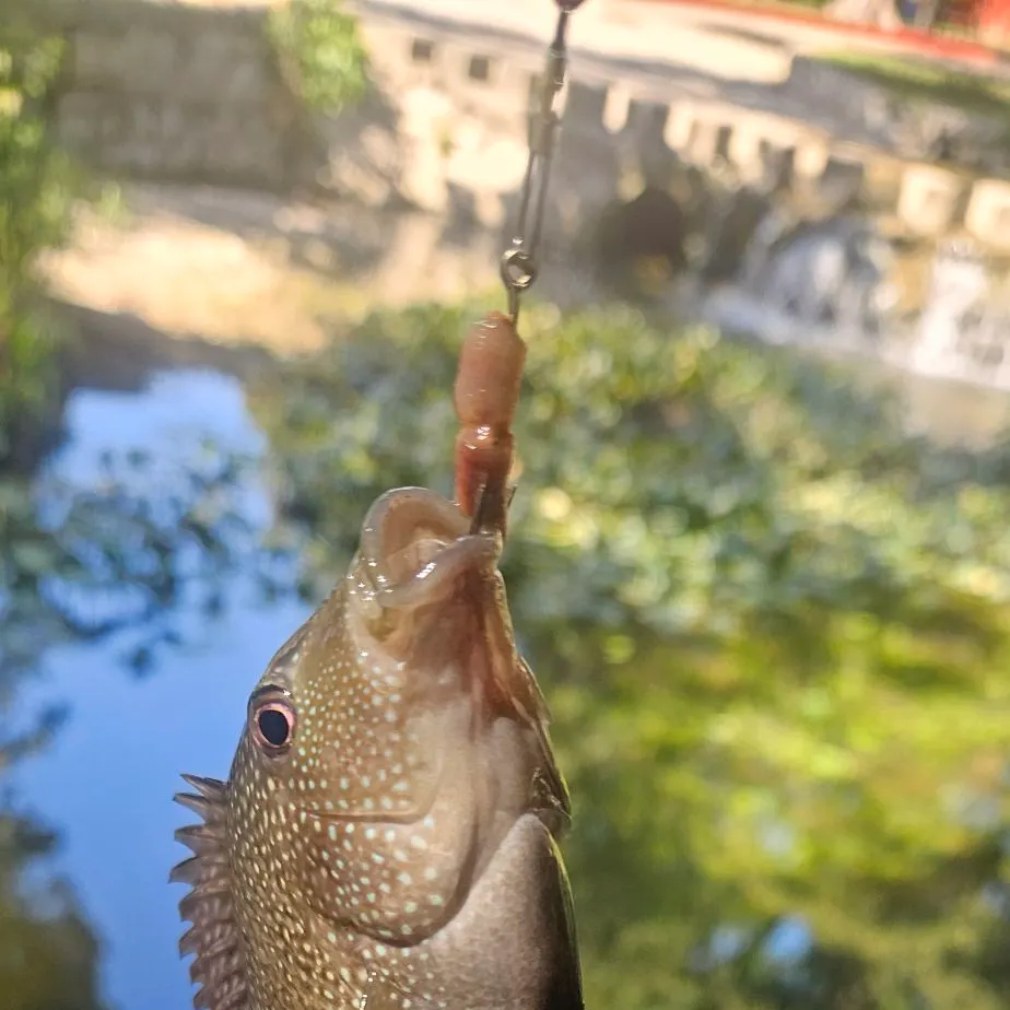 Rio Grande cichlid caught on Fishbrain
