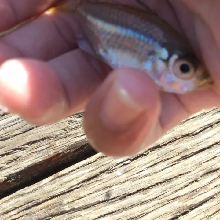 The most recent Vachelli's glass perchlet catches on Fishbrain