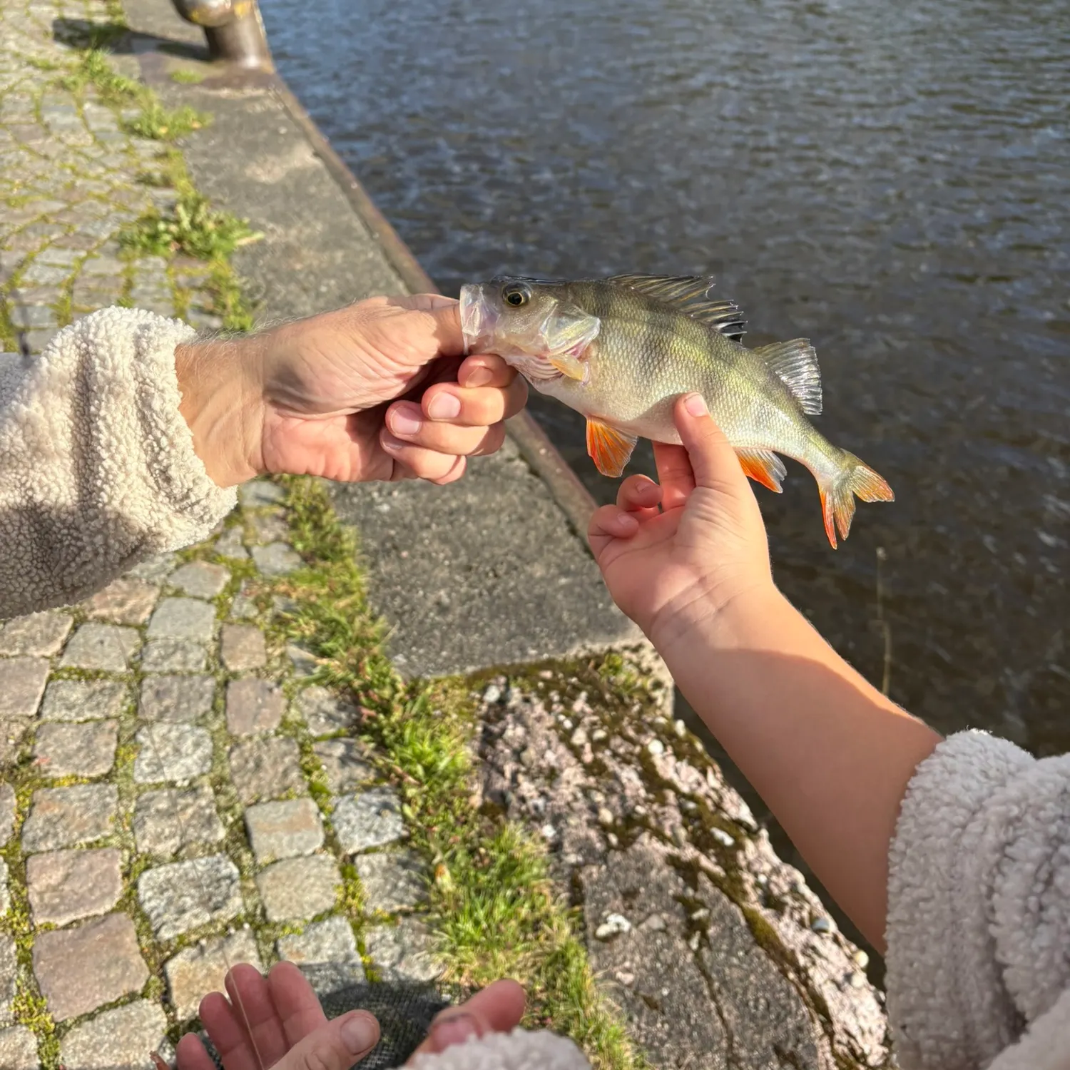 European perch caught on Fishbrain
